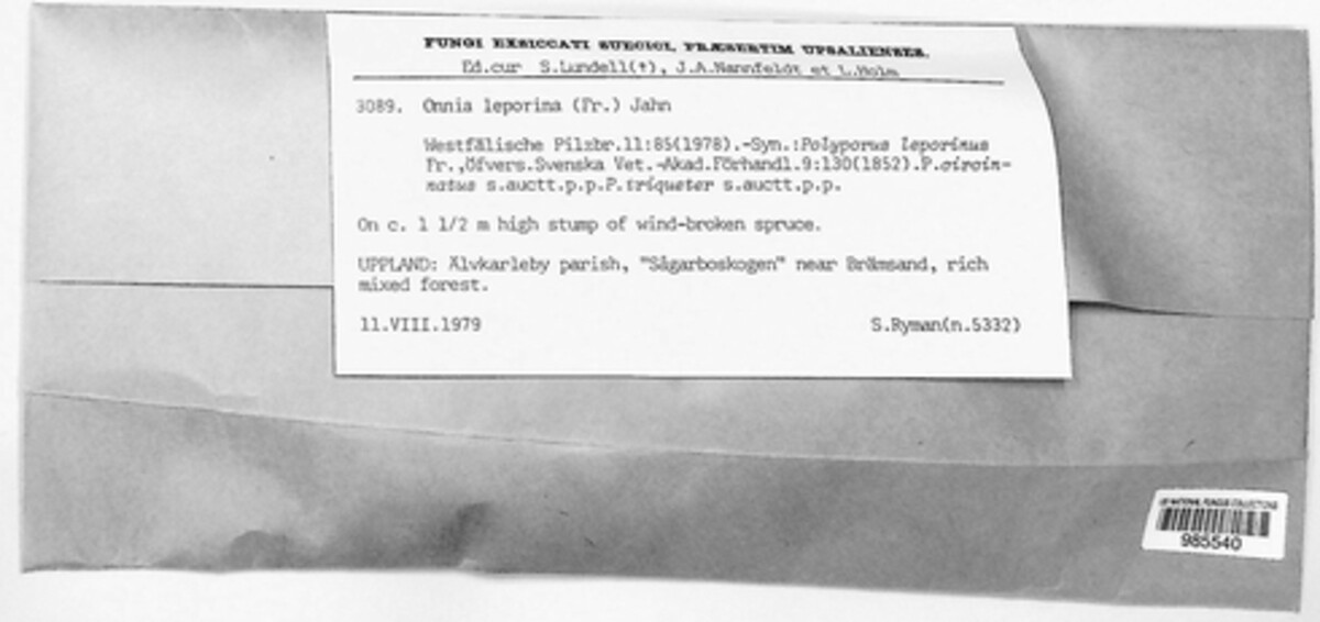 Inonotus leporinus image